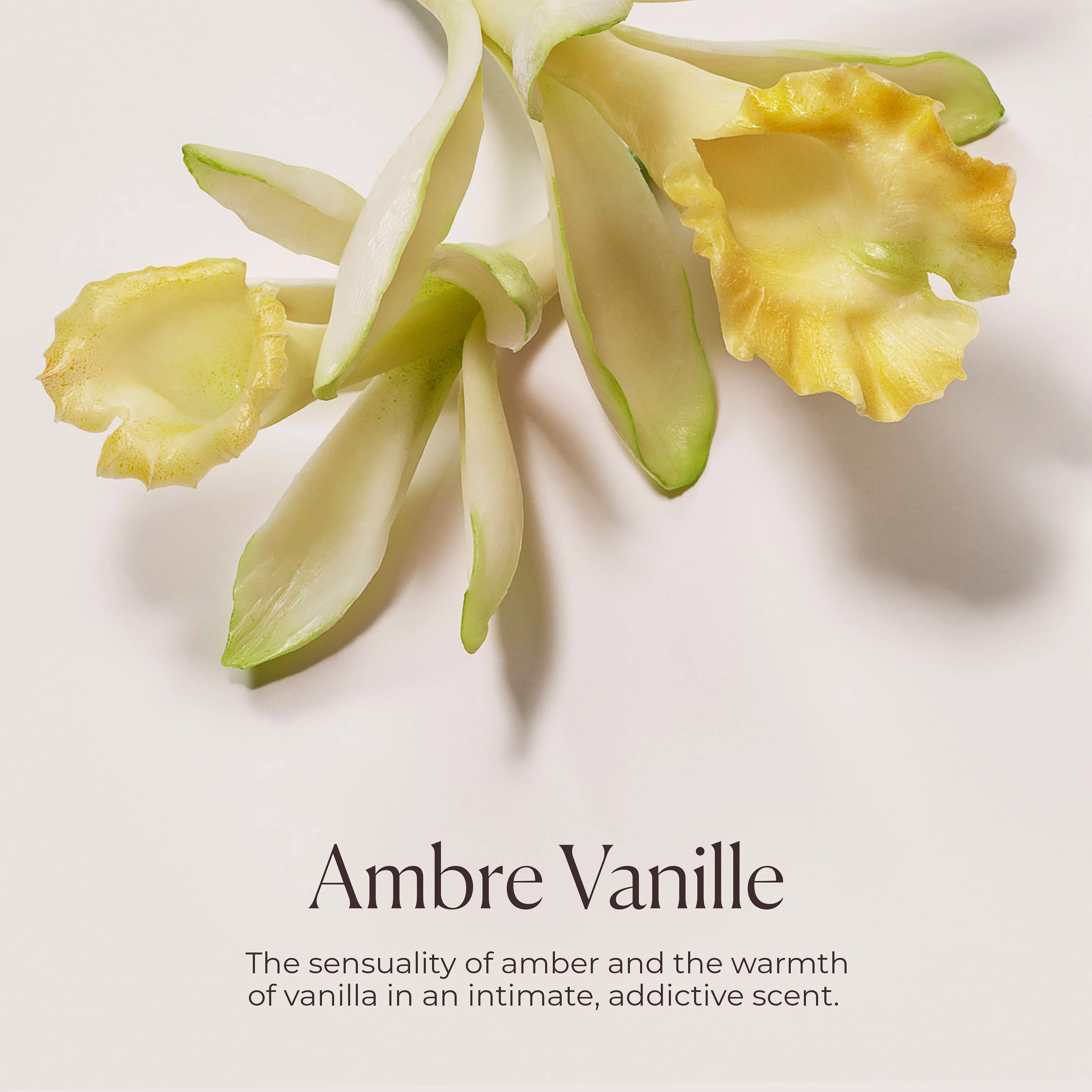 Ambre Vanille Honey Bath - Image 8